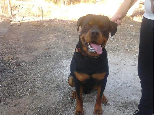Rottweiler