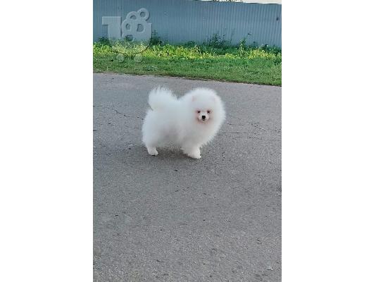 PoulaTo: Προσφορά χαριτωμένων κουταβιών Pomeranian