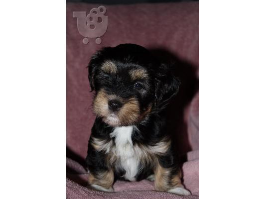 Havanese Bichon κουτάβια
