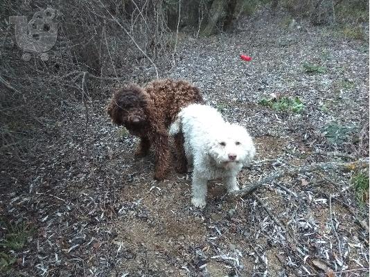 Lagotto Romagnolo
