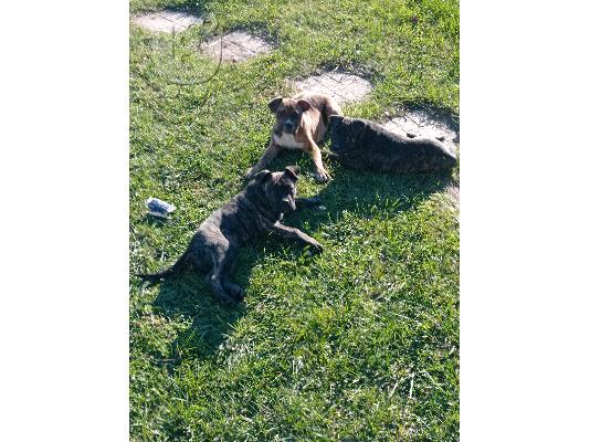 PoulaTo: Πωλούνται presa canario