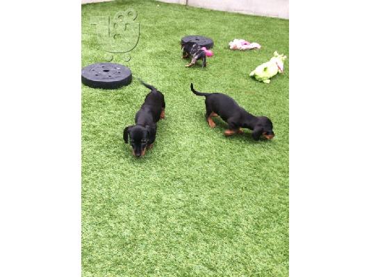 Καθαρόαιμο Dachshund