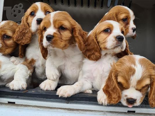 PoulaTo: Κουτάβια Cavalier King Charles