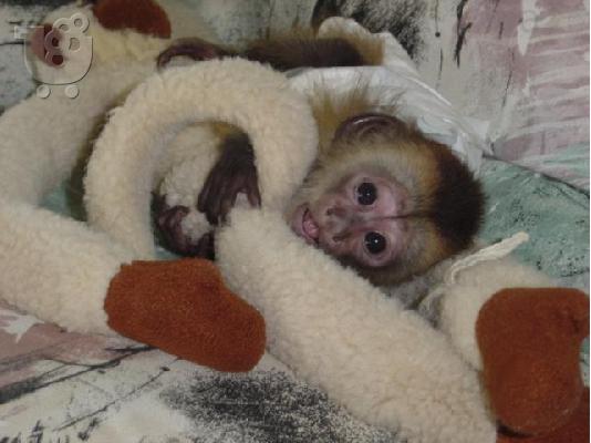 Diathésimes pithíkous aby Marmosets kai Capuchins