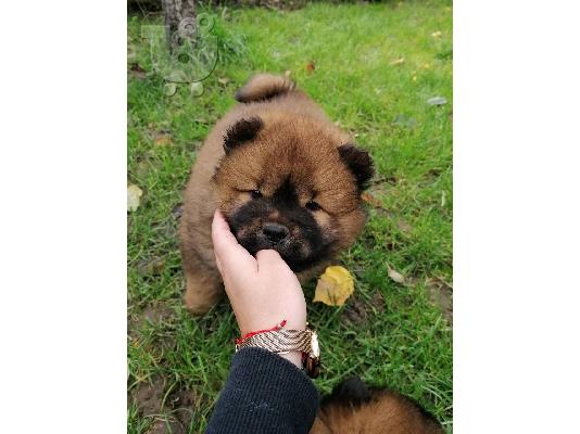 PoulaTo: Πώληση κουτάβια Kc Chow Chow