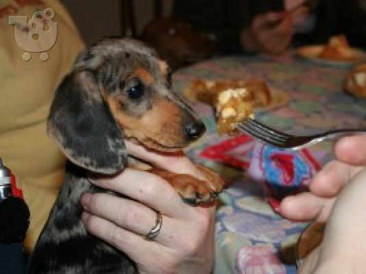 PoulaTo: ΚΟΥΤΑΒΙΑ DACHSHUND