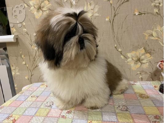 PoulaTo: Όμορφα κουτάβια Shih Tzu για καλό σπίτι