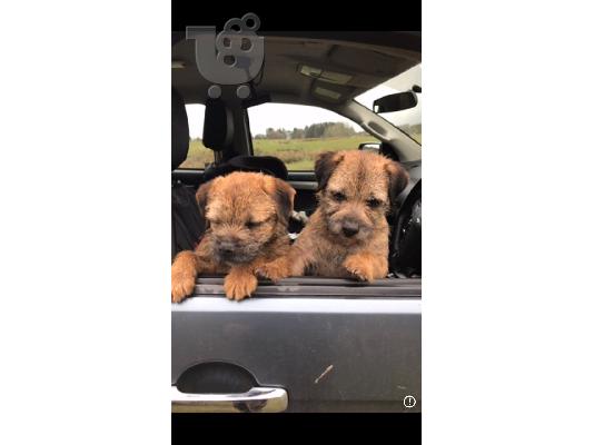 Κουτάβια Muffin Border Terrier