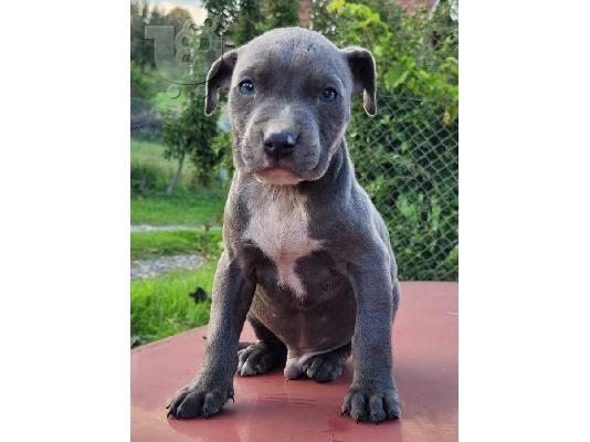 PoulaTo: Κουτάβια American PitBull Terrier