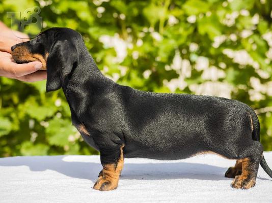 Standard Dachshund κουτάβια
