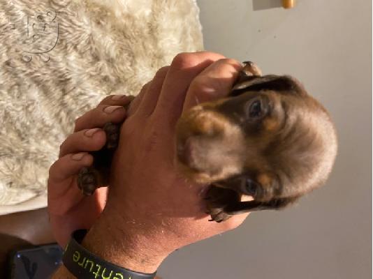 PoulaTo: Αξιολάτρευτο Dachshunds