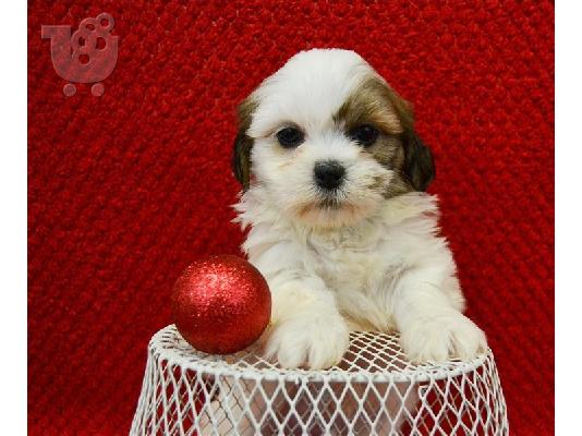 PoulaTo: lhasa apso