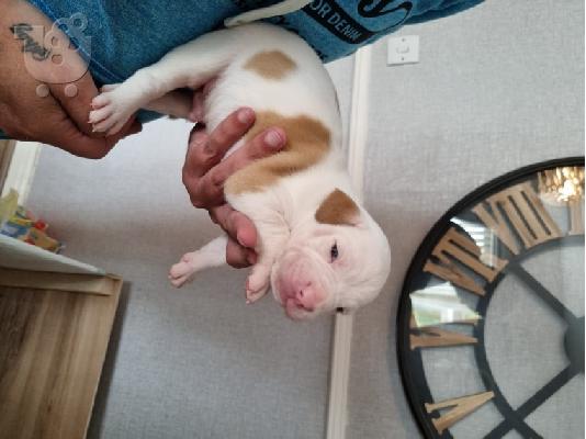 Ενεργά κουτάβια pitbull+34634098453