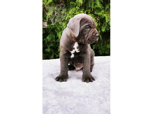 Cane Corso κουτάβια