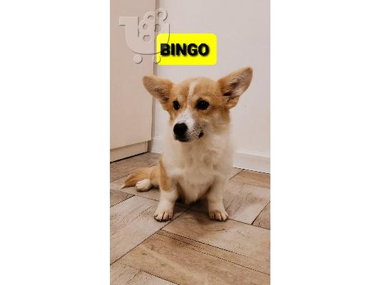 Pembroke Welsh Corgi κουτάβια