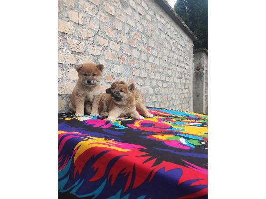 PoulaTo: Shiba Inu κουτάβια