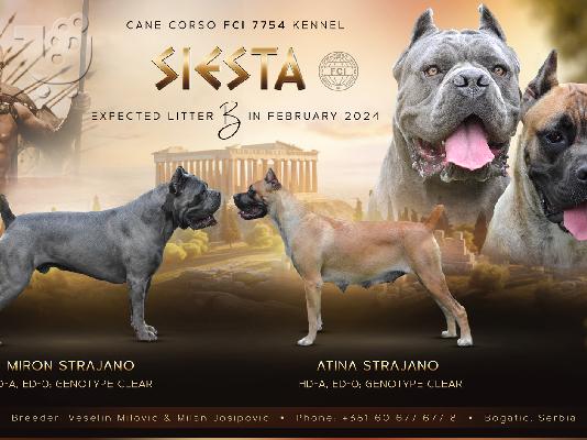Cane Corso κουτάβια