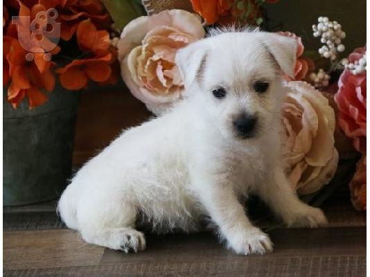 PoulaTo: Κουτάβια West Highland Terrier