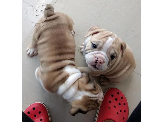 PoulaTo: English bulldog puppies for adoption.