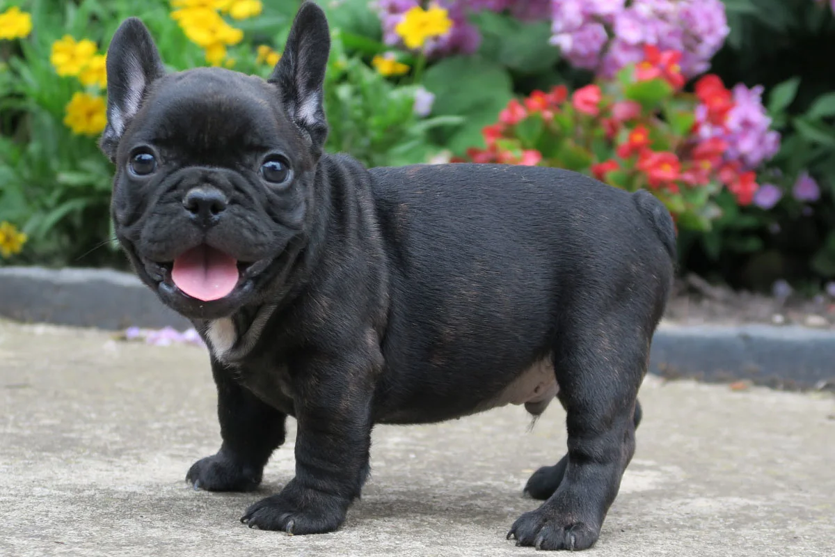 PoulaTo: French bulldog black