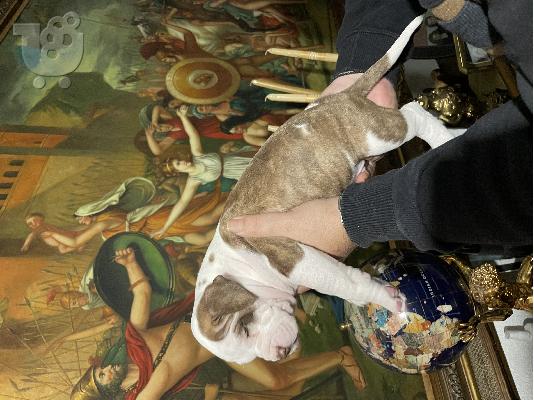 pit bull