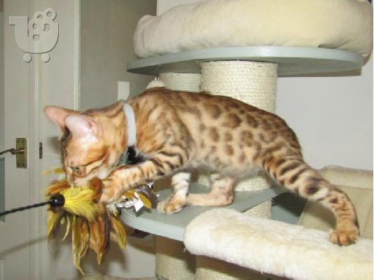 υπέροχα γατάκια BENGAl