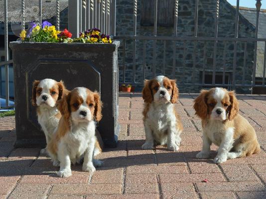 PoulaTo: κουτάβια του σκύλου Cavalier King Charles Spaniel