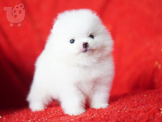Ένα υπέροχο Pomeranian ψάχνει για ένα νέο σπίτι Έχουμε ένα ωραίο...