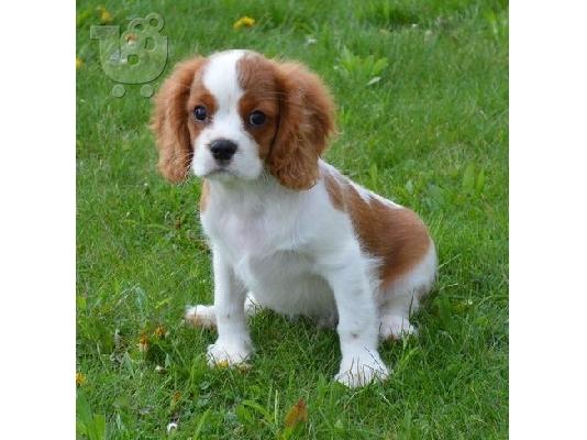PoulaTo: Κουτάβια Cavalier King Charles Spaniel