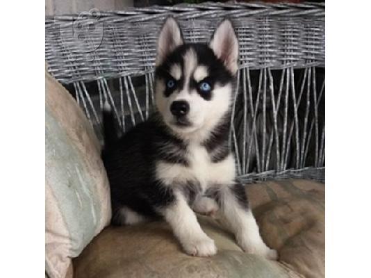 PoulaTo: Εξαιρετικά κουτάβια Husky Siberian