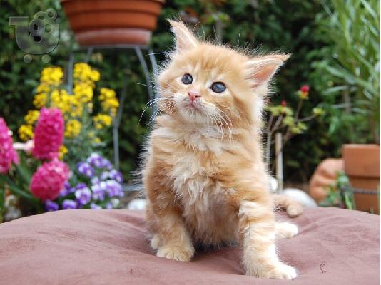 Διαθέσιμο Maine Coon γατάκια