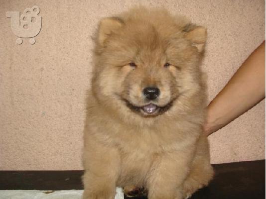 PoulaTo: έχουμε μια όμορφη στρωμνή kc chow chow chow chow