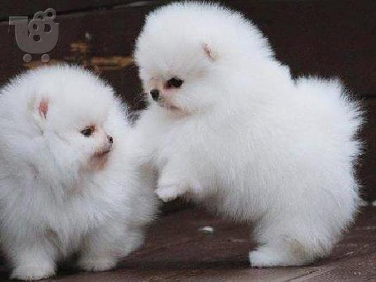 PoulaTo: Δύο φοβερά κουτάβια Pomeranian T-Cup