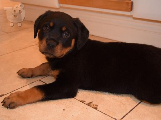 PoulaTo: Σούπερ Adorable κουτάβια rottweiller