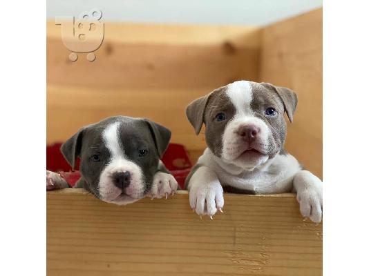 PITBULL