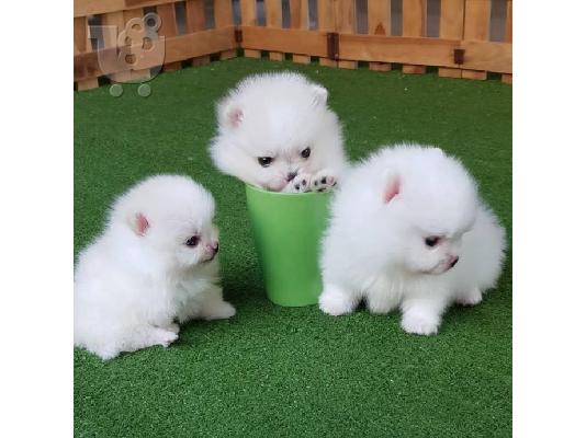 PoulaTo: πομεράνιαν  κουτάβια / pomeranian puppies