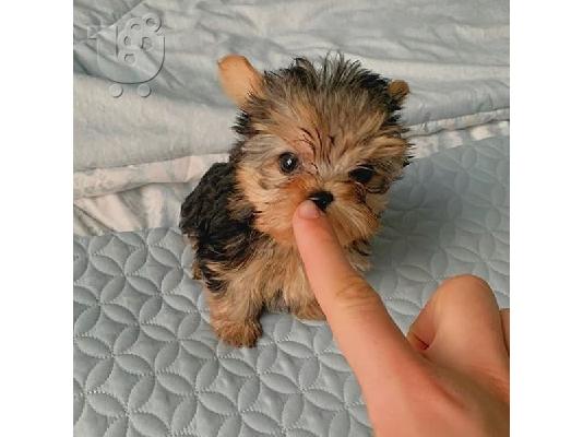 PoulaTo: Μικρή Yorkie