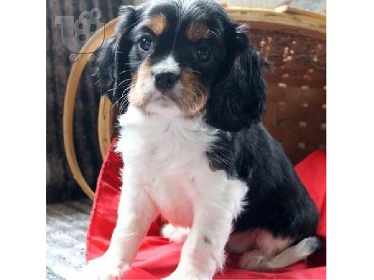 PoulaTo: Κουτάβια Cavalier King Charles
