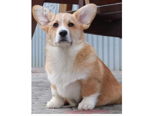 PoulaTo: Pembroke Welsh Corgi κουτάβια
