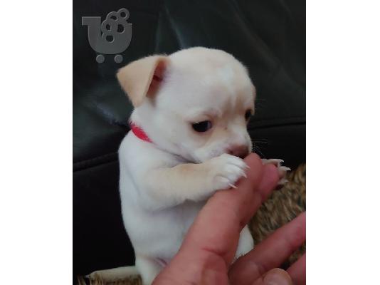 Ο Mille είχε τα πιο εκπληκτικά chihuahuas της φυλής κουτάβια...