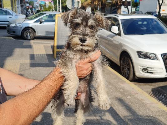 PoulaTo: Schnauzer mini - Σνάουτσερ μινι
