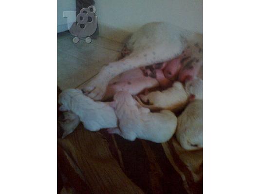 Dogo Argentino Θηλυκο 2 μηνων εμβολιασμενο.