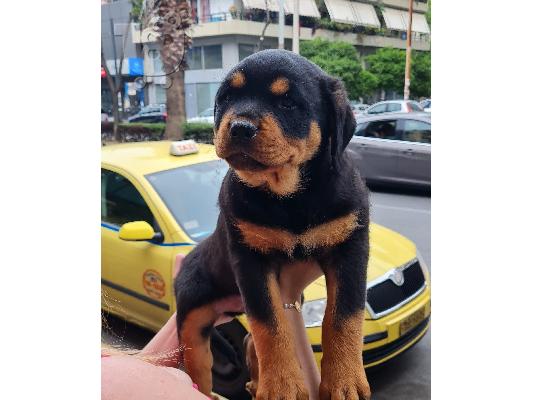 PoulaTo: Rottweiler - Ροτβάιλερ