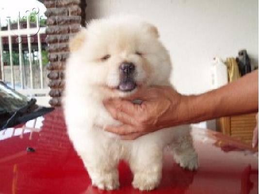 Κουτάβια Chow Chow διαθέσιμα.