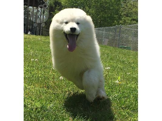 PoulaTo: Samoyed κουτάβια