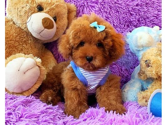PoulaTo: Maltipoo Puppies
