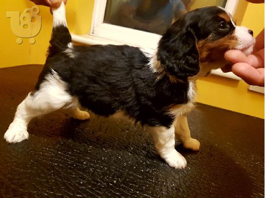 Έχω τα κουτάβια Cavalier King Charles Spaniel προς πώληση.
