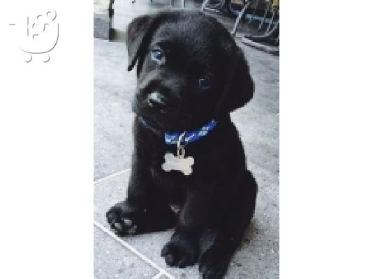 PoulaTo: labrador puppies