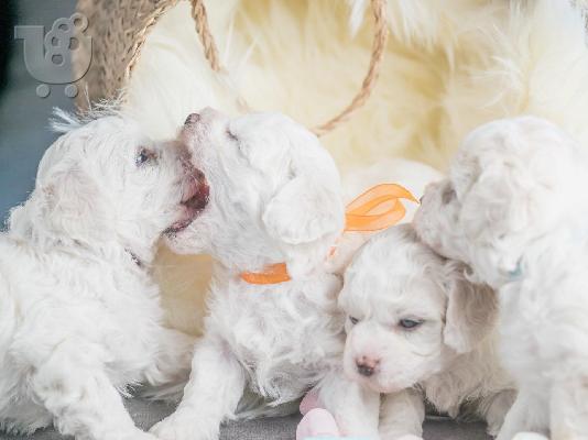Bichon Frize κουτάβια