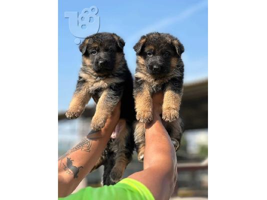 PoulaTo: German shepherd